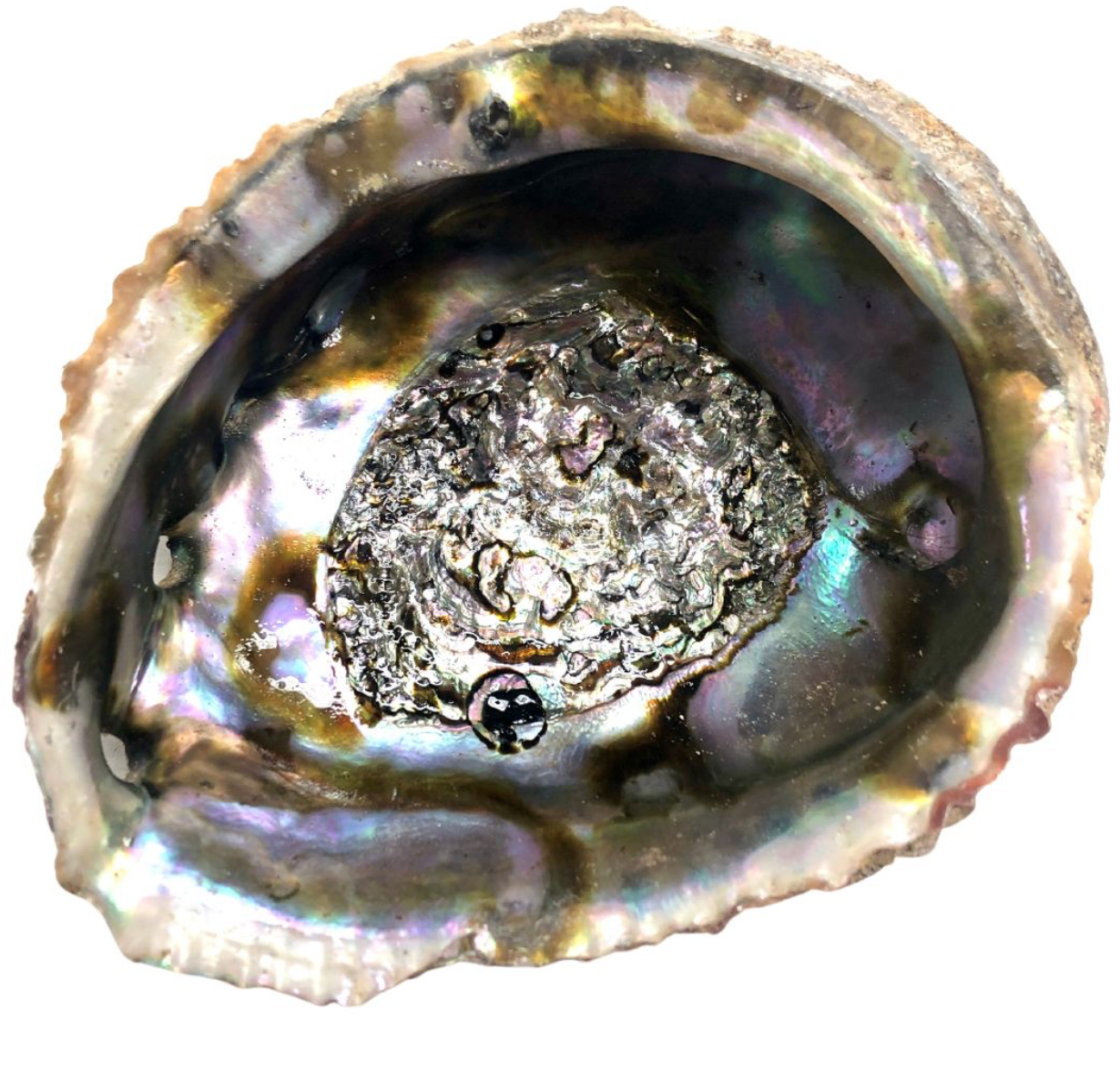 Abalone Muschel