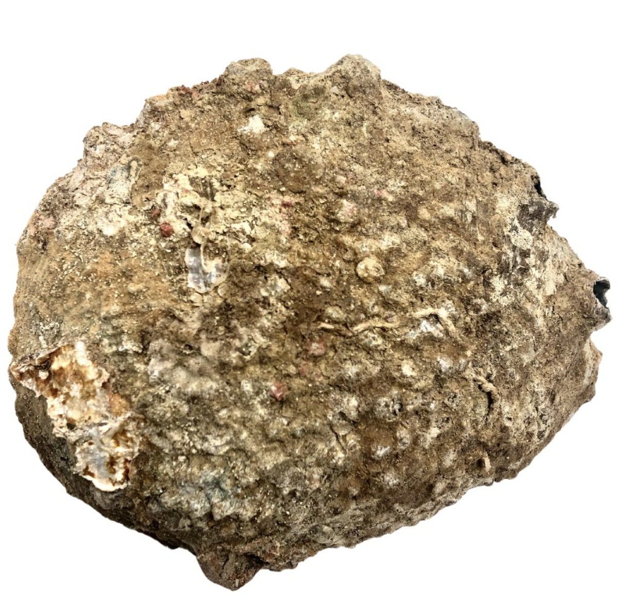 Abalone Muschel