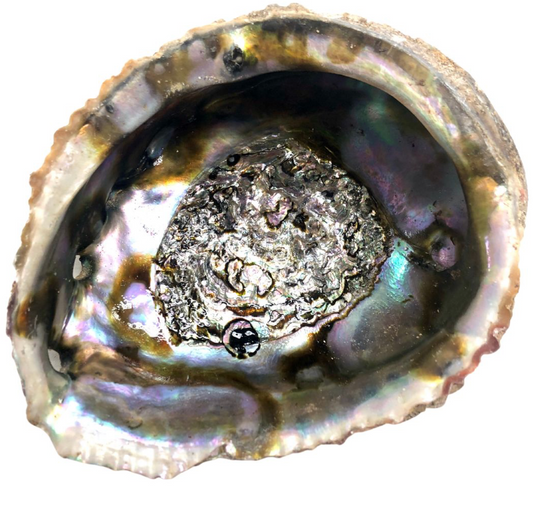 Abalone Muschel